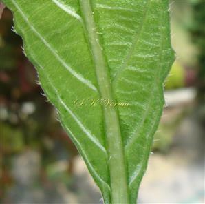  Leaf base-Abaxial view